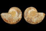 3.9" Cut & Polished Agatized Ammonite Fossil (Pair)- Jurassic - #131751-1